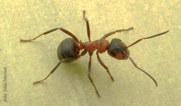 An ant (F. Aquilonia)